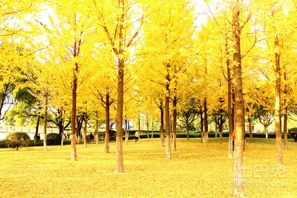 银杏树价格揭秘，温情时光下的友情与回忆