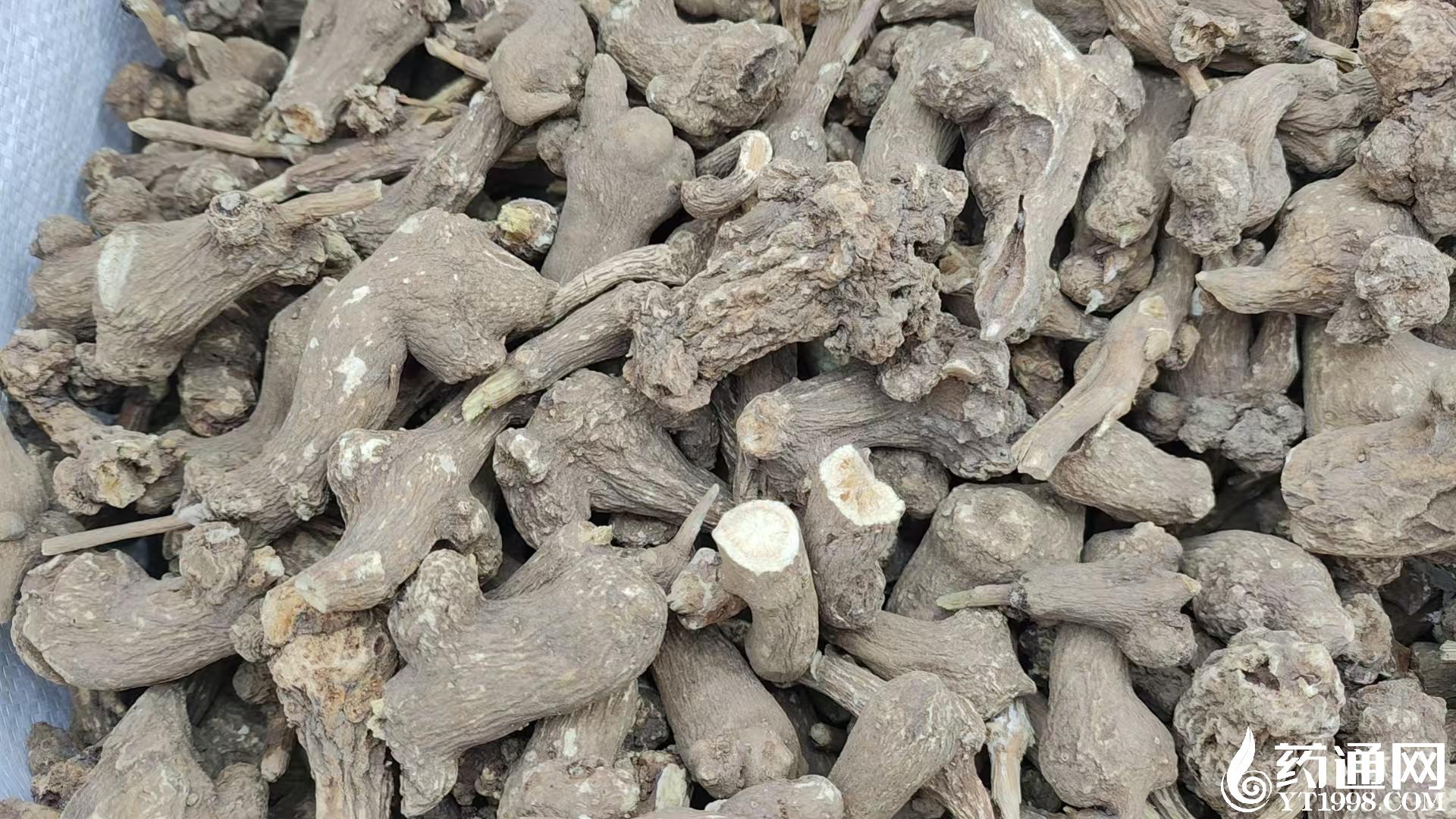 亳州白术最新收购价格详解，步骤指南与价格更新通知