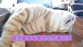 叶珂谈北方人说话风格，科技调和语音，打破地域交流障碍？