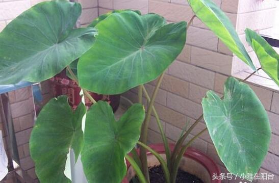 医生回应男孩错把滴水观音当芋头