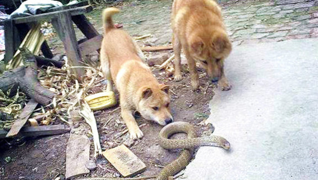 7777788888王中王传真_中华田园犬大战2米毒蛇保护110,全面数据分析方案_Kindle77.34.45