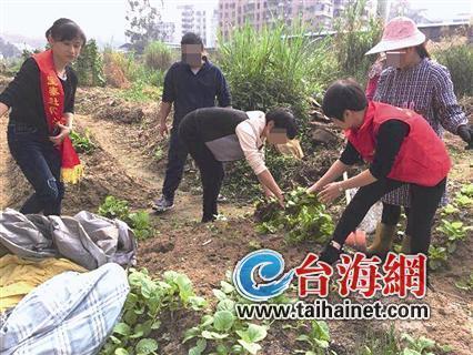 街道办回应，菜地变迁背后的故事，从绿意盎然到禁止栽种之路