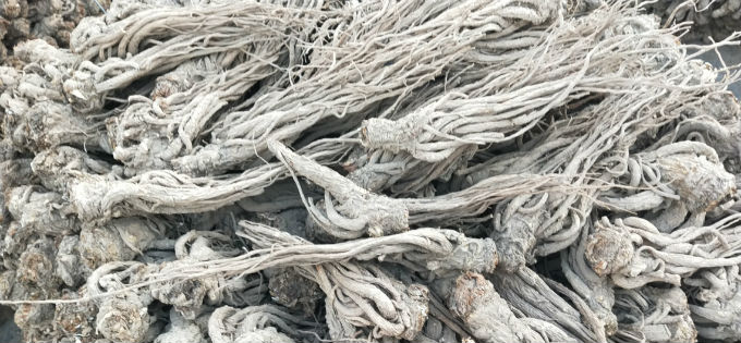 岷县当归最新价格，详细购买指南（初学者与进阶用户适用）