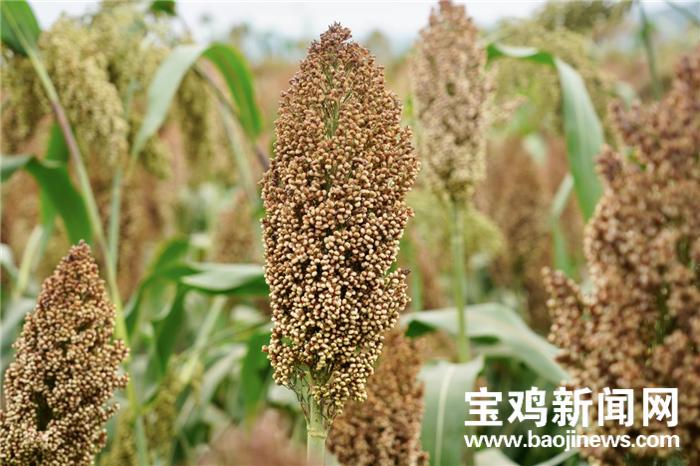 最新资讯 第3页