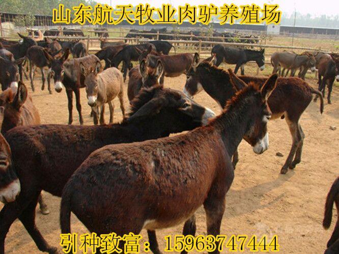 最新毛驴价格背后的友情与陪伴温馨故事