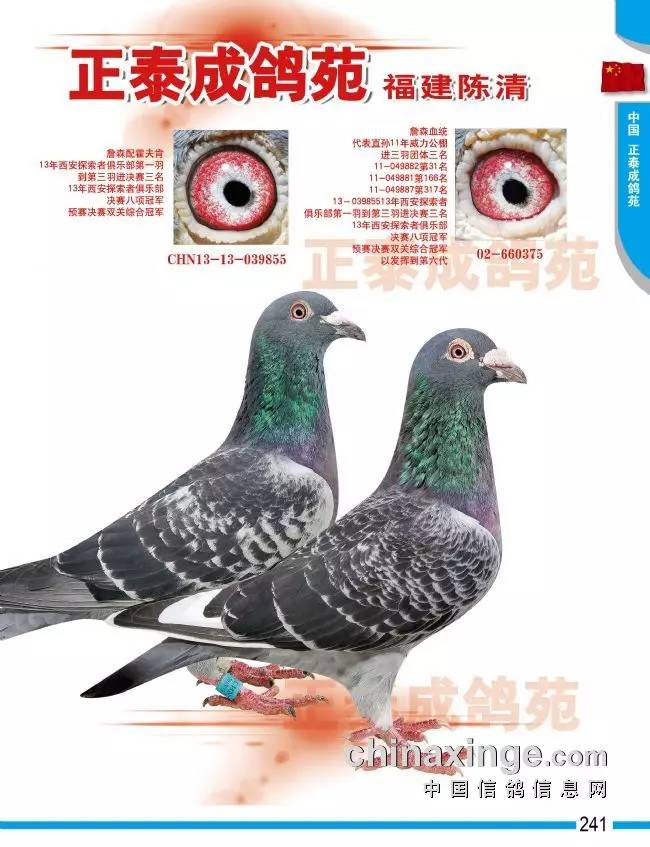 时代背景下的飞翔者，2017最新台鸽