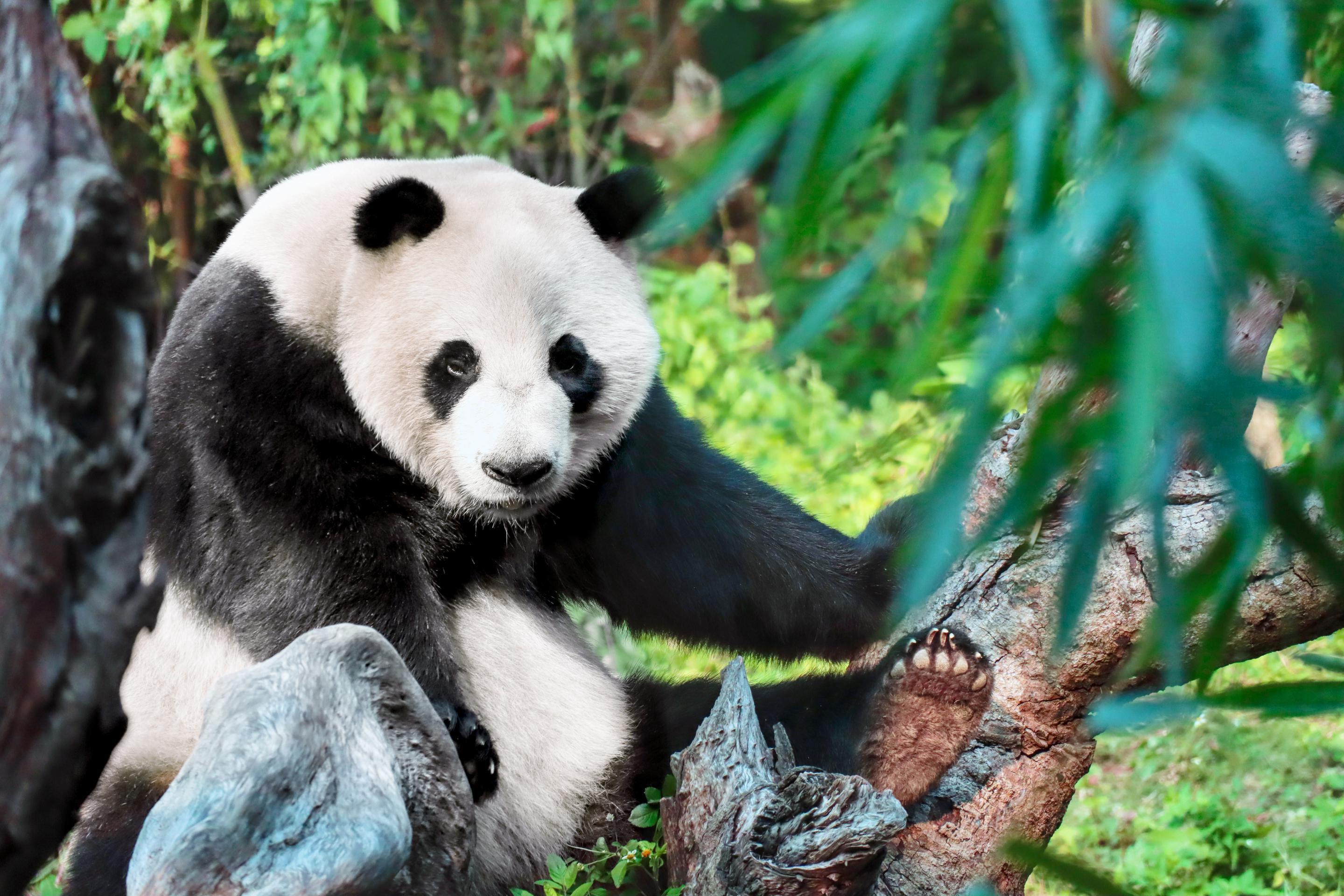 自然美景的心灵之旅，探索最新崽崽世界