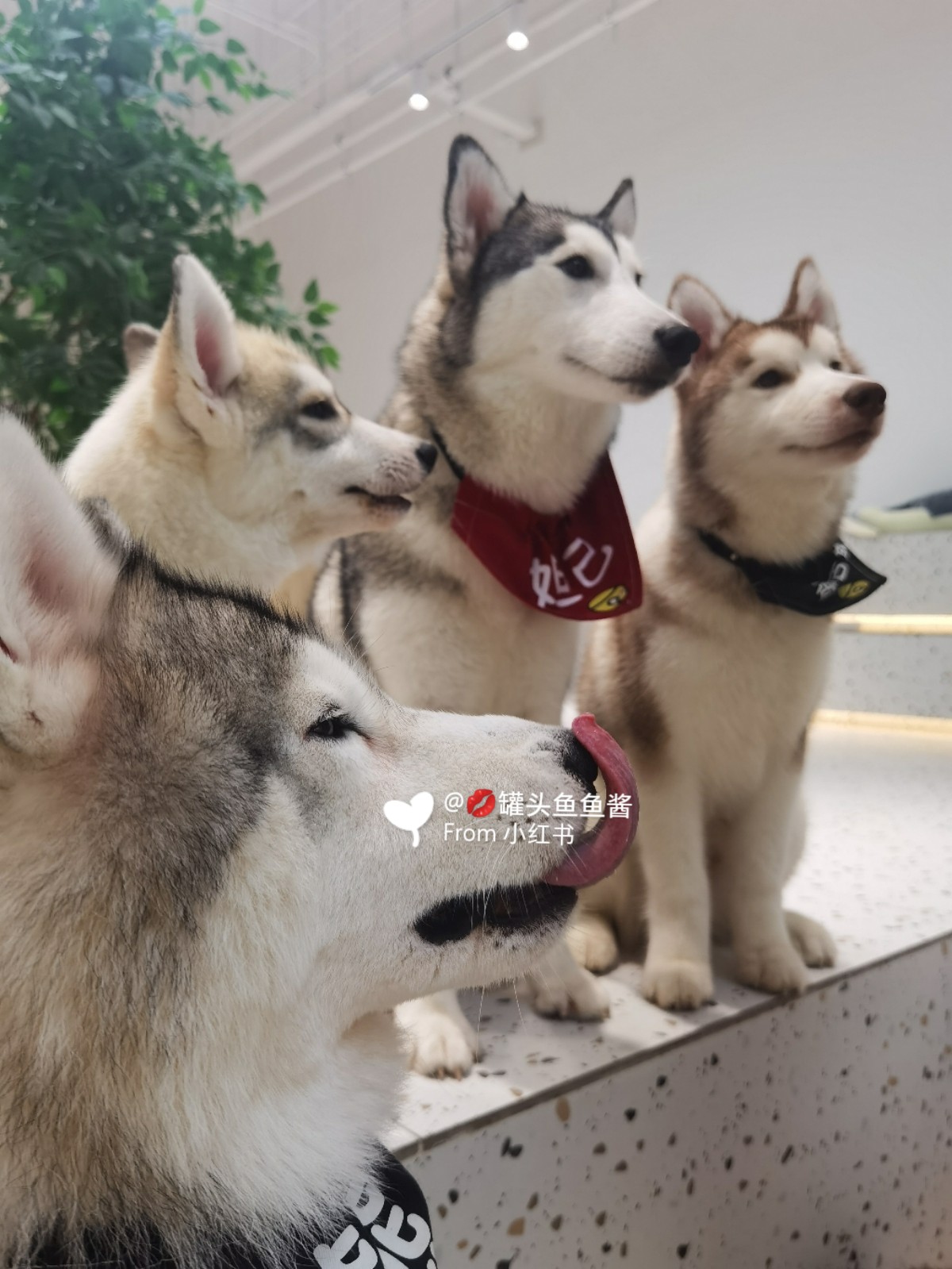 嘉兴哈狗最新动态报道