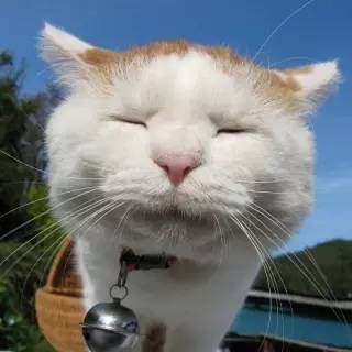 猫咪后院最新版，探索自信、变化与成就感的奇妙旅程
