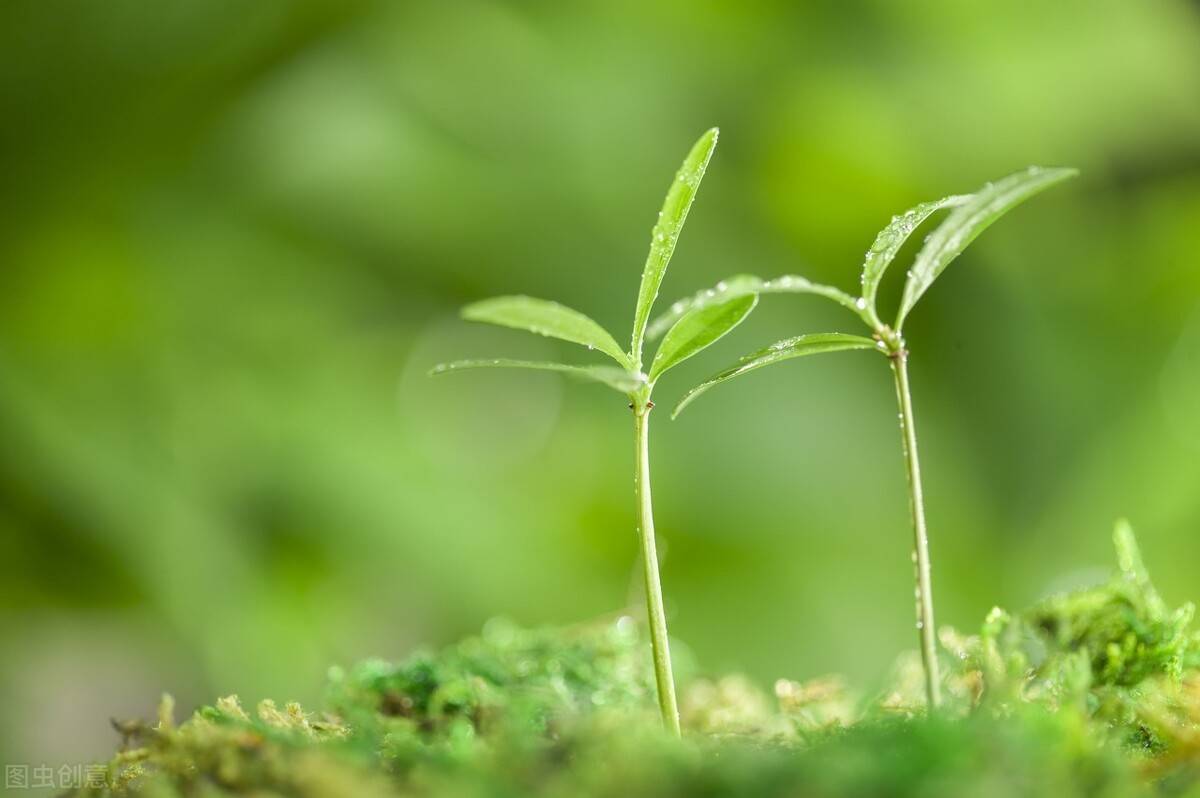 青青草最新第三网站，时代印记与青年乐园的交融